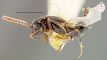 Media type: image;   Entomology 9026 Aspect: habitus lateral view